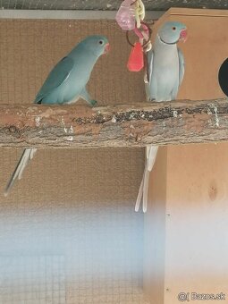 Alexander malý modry Samička s DNA Testom. - 4