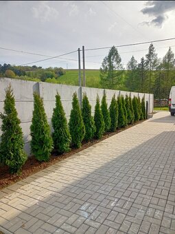 Tuja Smaragd - rôzne veľkosti - 4