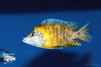 Africké cichlidy Malawi - 4
