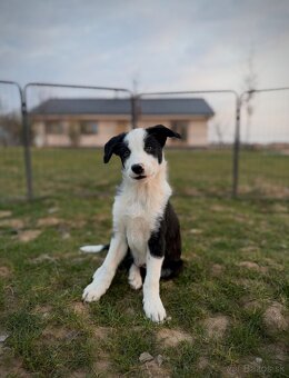 Border kólia s PP - 4