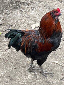 Predám alebo vymenímkohútov Araucana - 4