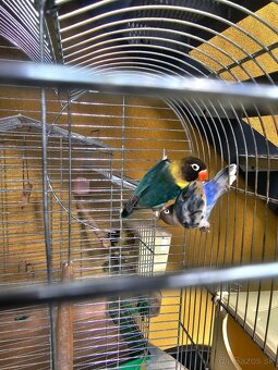 Agapornis personata spolu s veľkou klietkou. - 4