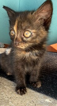 Darujem mačiatka - 4