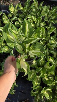 Hosta - funkia - 4