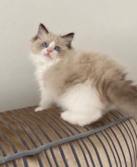 Ragdoll - 4
