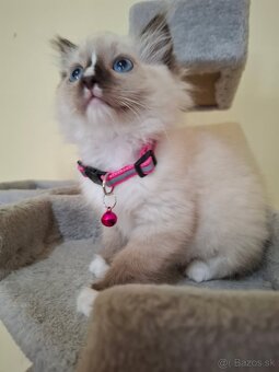 Ragdoll mačiatka - 4