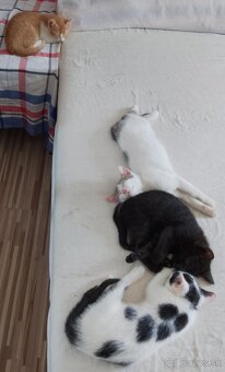 2,5 mesačné mačiatka - 4