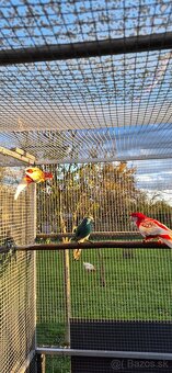 penant ,rozela pestra - 4