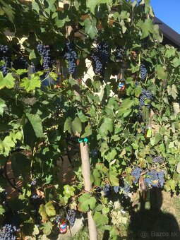 STRIHANIE a REZ STROMOV - 4