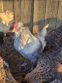 Araucana levander kohut - 4