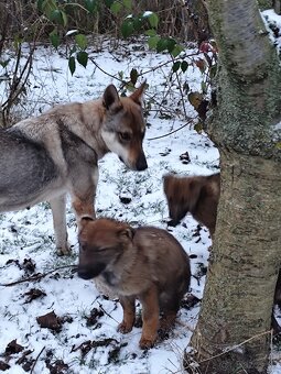 Československý vlčiak - 4