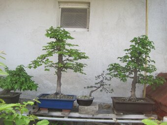 bonsai,bonsaj-hrab 9 - 4