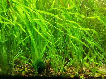 Vallisneria spiralis - 4