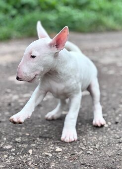 Miniatúrny Bulterier / bullterrier - 4