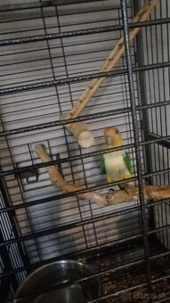 Amazonik bielobruchy - 4