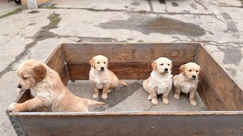 Zlatý retriever - 4