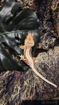 pagekón riasnatý - 4