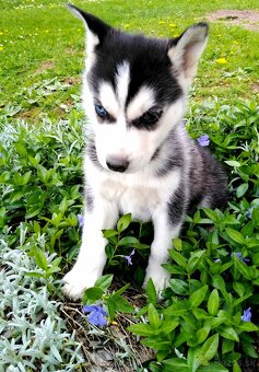 Sibirsky husky hasky - 4