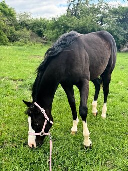 Roční American Quarter Horse black klisna, vnučka Gunnera - 4