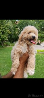 Maltipoo - 4
