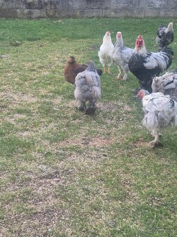 Rušenie chovu brahman - 4