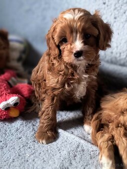 Cavapoo - 4