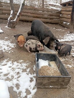 Čínske klapouché - 4