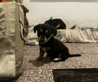 Krížený Juck Russel terier vs Jazvečík - 4