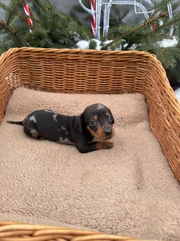 Krátkosrstý jazvečík - 4