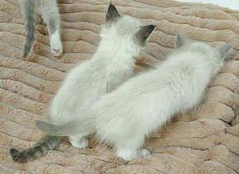 Mačiatka Ragdoll - 4