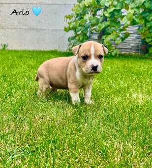 Americký Stafordšírsky teriér s PP 🐾🩷🩵🐶 - 4
