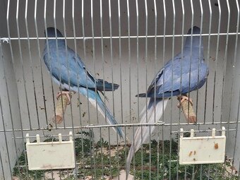 Alexander maly hch - 4