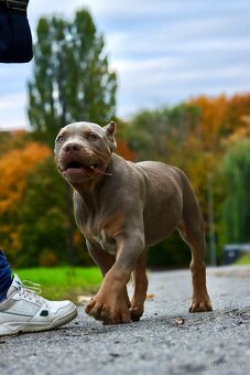American Bully XL (Pitbull XXL) - 4