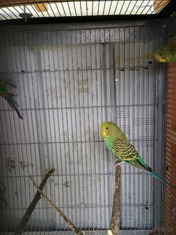 Predám mladé andulky - 4