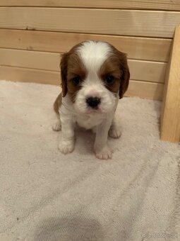 Cavalier King Charles Španiel - 4