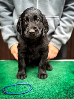 Flat Coated Retriever s PP - 4