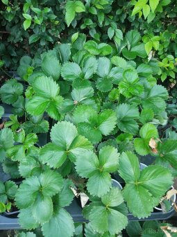 Sadenice jahod Senga Sengana - 4