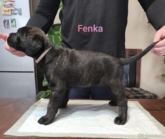 Cane Corso bez PP - 4