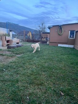 Zlatý retriever - 4