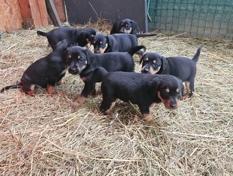 Darujem šteniatka - 4