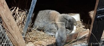 Králik -Francuzsky baran - 4