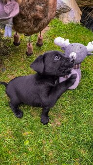 Steniatka Labrador - 4