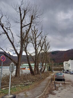 Výrub a opilovanie stromov LACNO A BEZPEČNE - 4