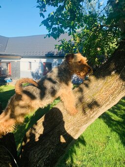 Welsh Terrier - 4