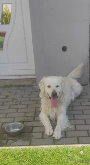 Zlatý retriever - 4