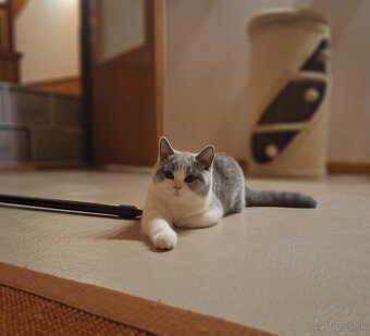 Britská bicolor mačička s PP už k odberu - 4