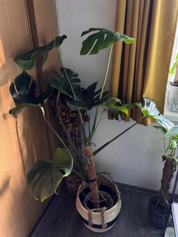 monstera deliciosa - 4