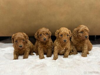 Pudel, pudlik toy/trpaslík - 4