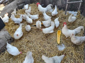 Predám nasadove vajička - 4