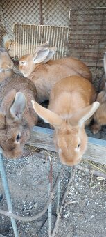 Samicky,samce krizence burgunsky - 4